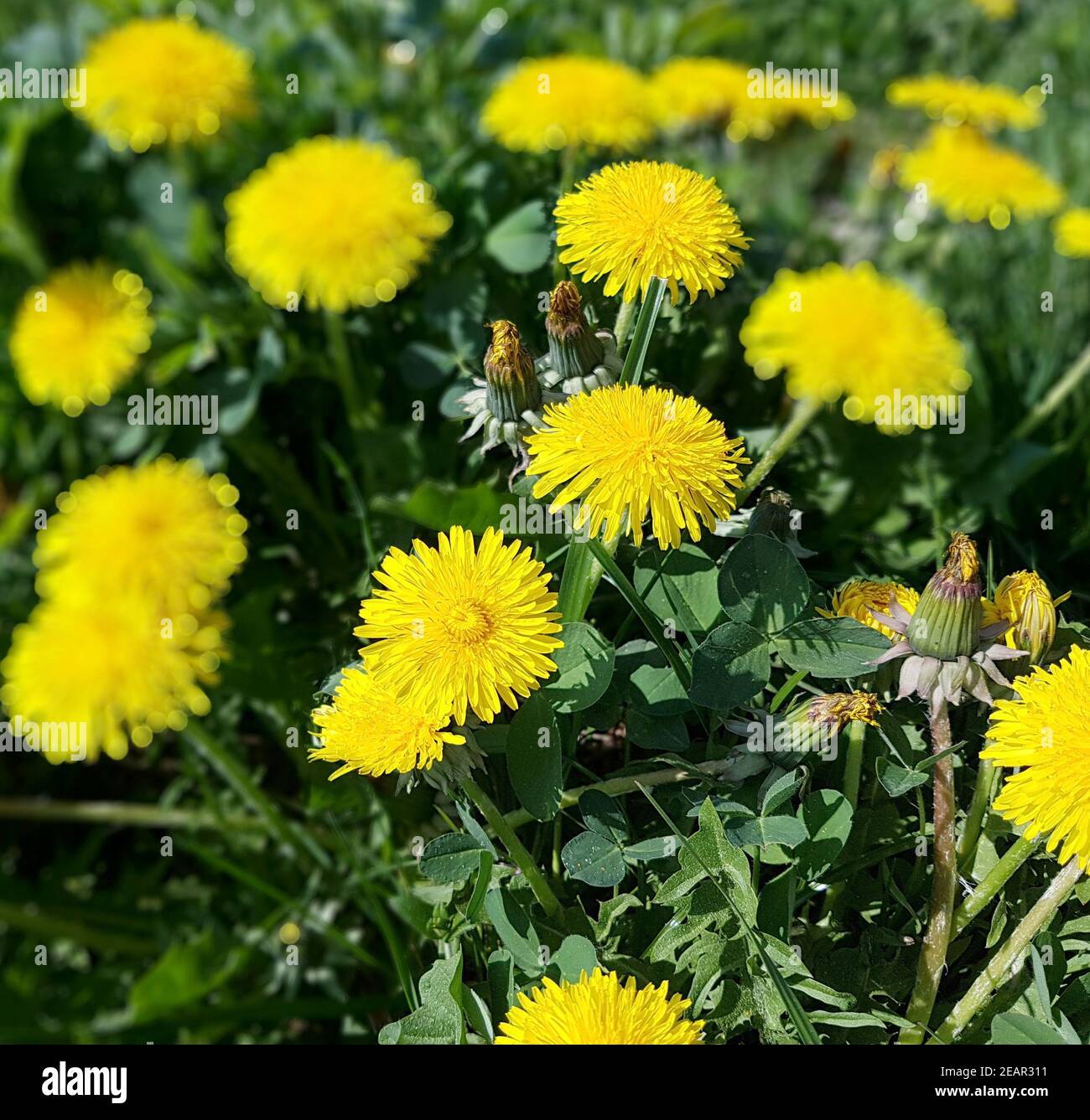 loewenzahn-taraxacum-officinale-stock-photo-alamy