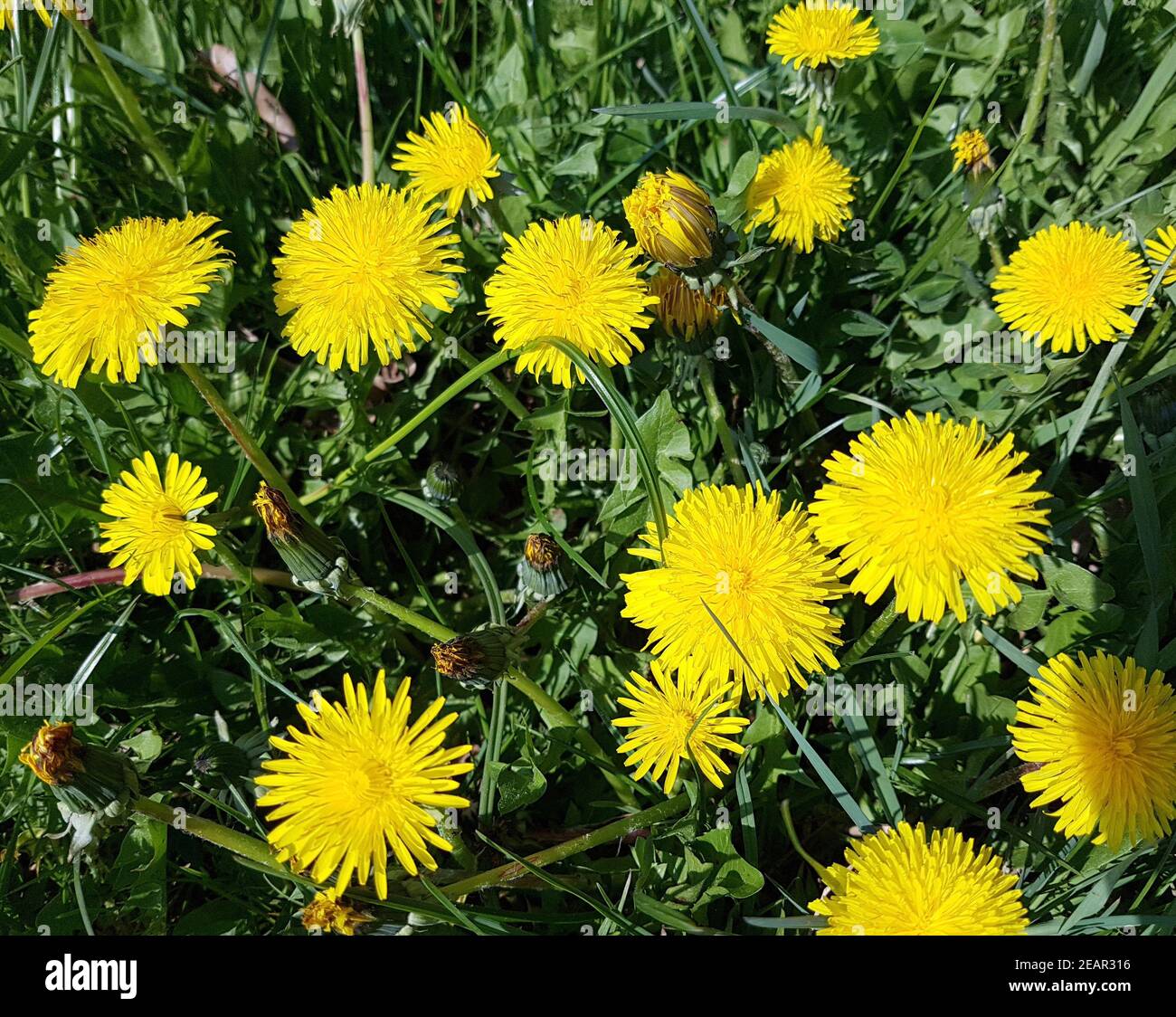 loewenzahn-taraxacum-officinale-stock-photo-alamy