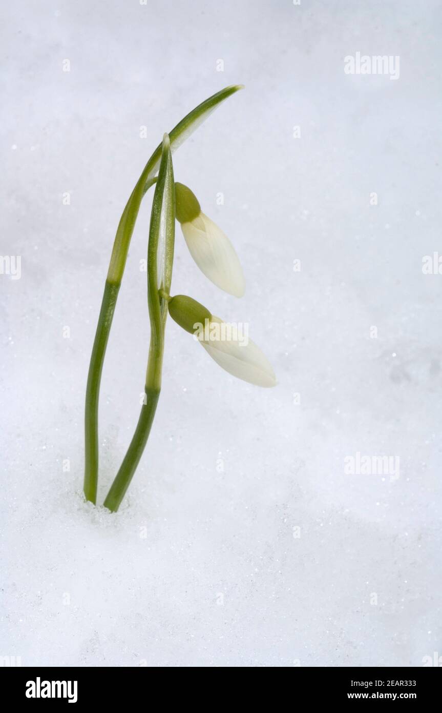 Schneegloeckchen Stock Photo