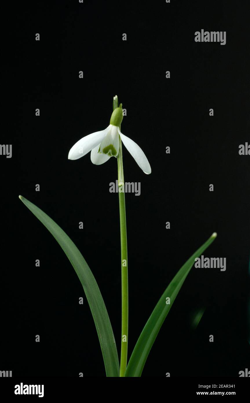 Schneegloeckchen, Galanthus, nivalis Stock Photo