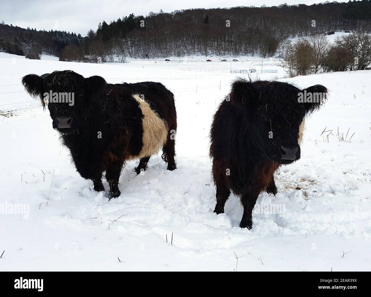 Galloway-Sattelrind, Belted, Galloway, Winter, Schnee Stock Photo
