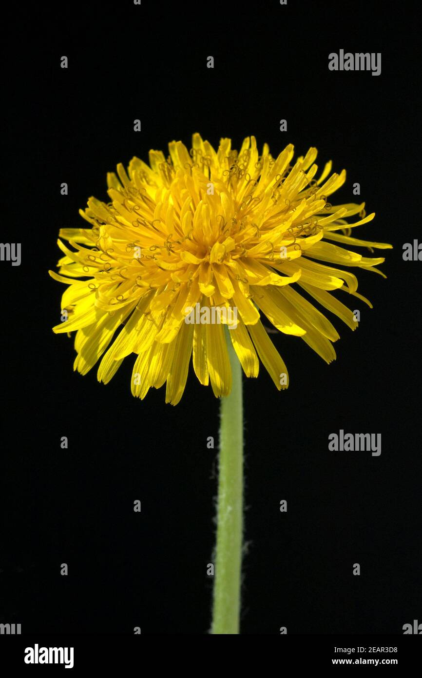 Loewenzahn Taraxacum, officinale Stock Photo Alamy