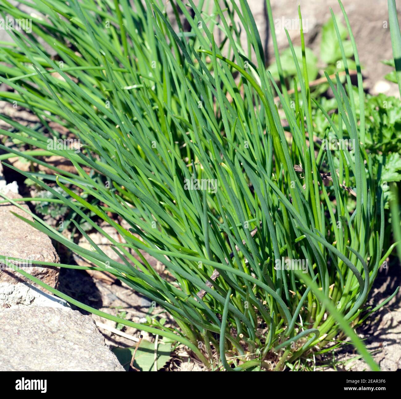 schnittlauch-allium-schoenoprasum-keimling-sproessling-stock-photo