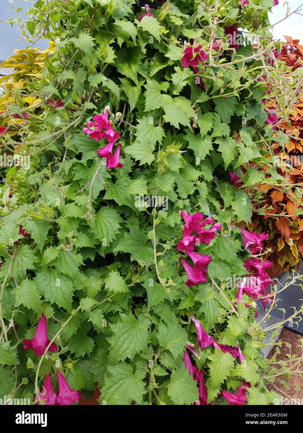 Lophospermum erubescens, Lofos Wine Red, Kletterpflanze Stock Photo Alamy