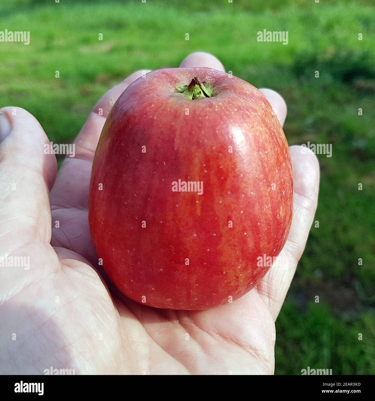 Schoener von Haseldorf, Apfel, Malus, domestica, Alte Apfelsorten Stock Photo