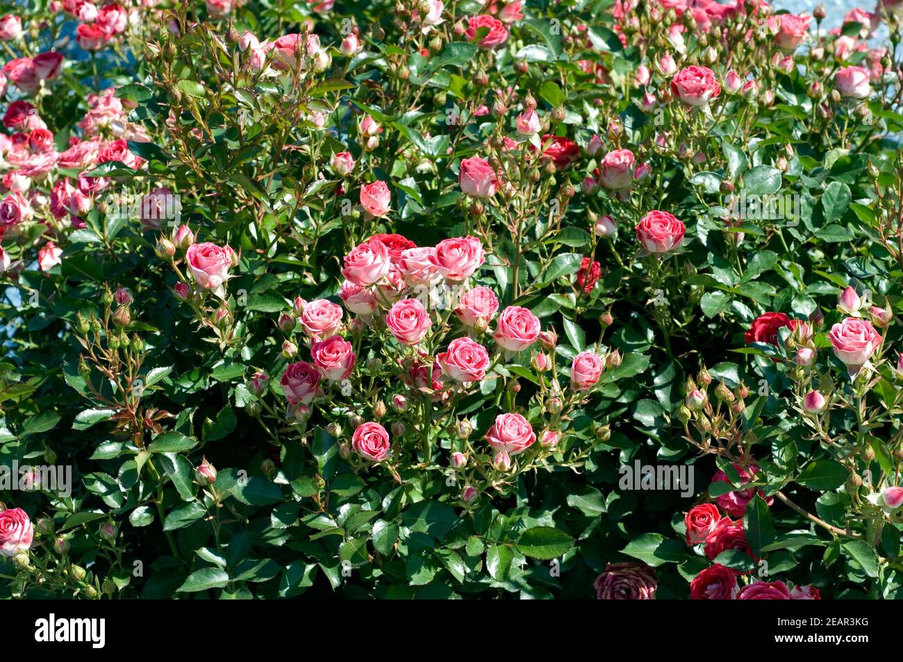 Schoene Koblenzerin Beetrose Stock Photo - Alamy