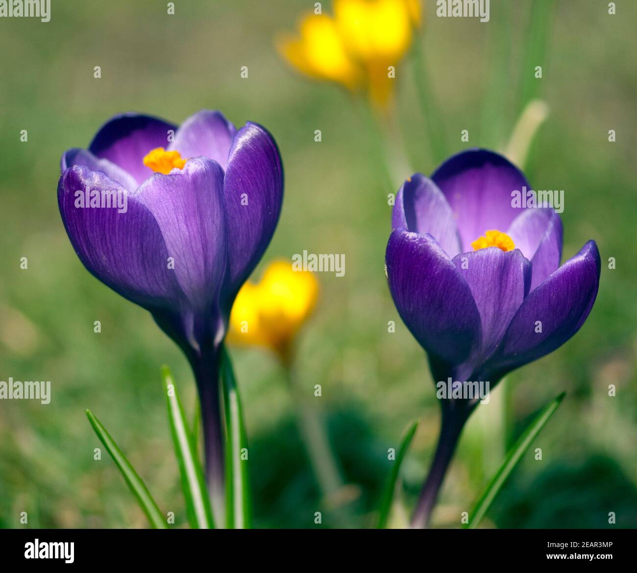 Gartenkrokus  Krokus  Crocus  Vernus Stock Photo