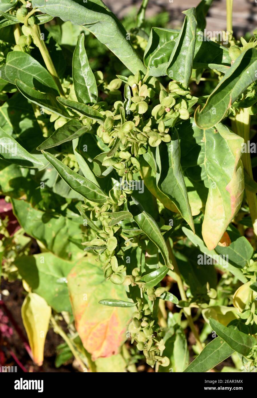 Gartenmelde, gruen, Atriplex, hortensis Stock Photo