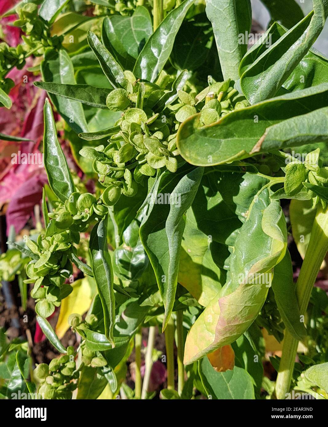 Gartenmelde, gruen, Atriplex, hortensis Stock Photo