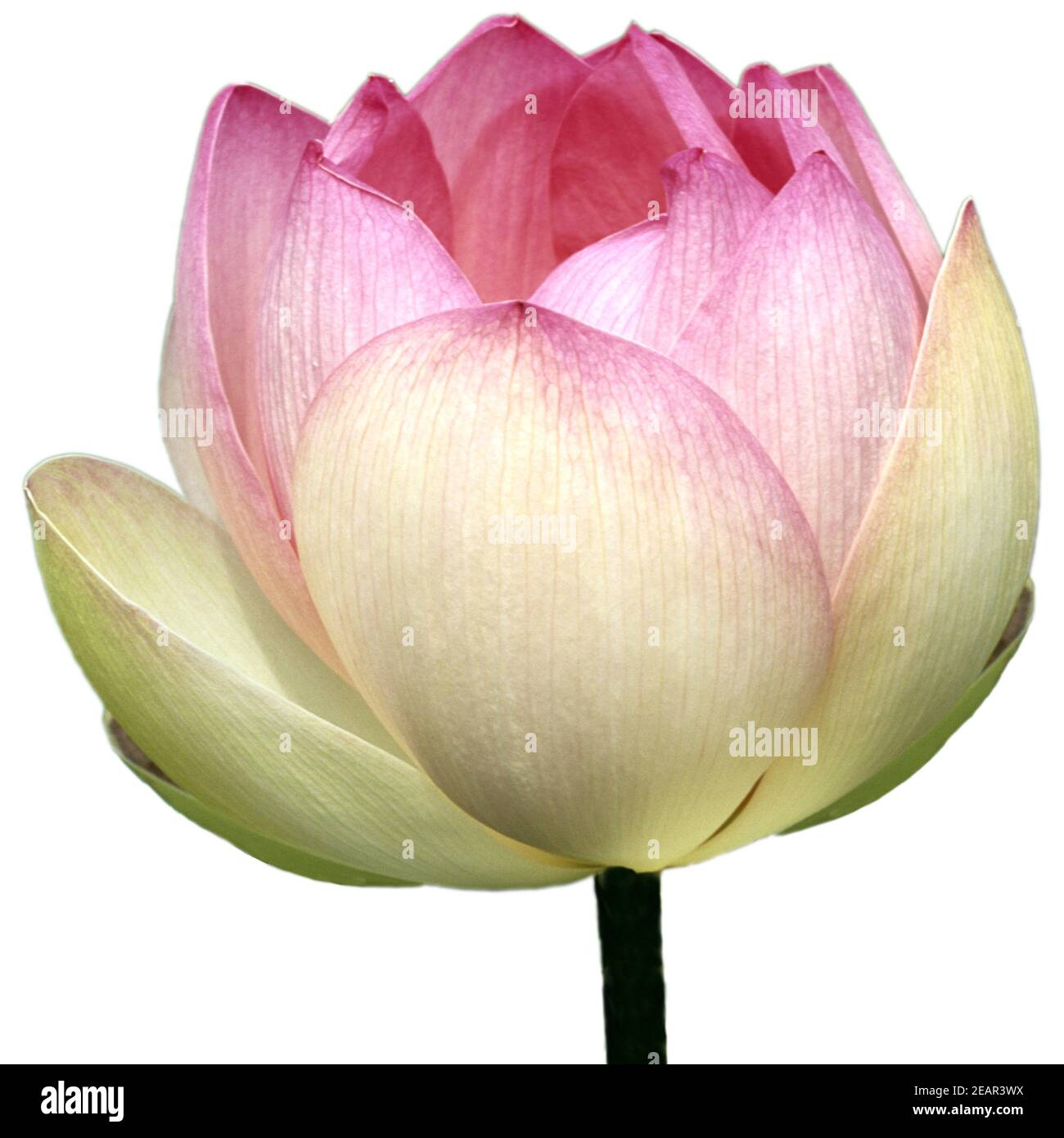 Lotosblume, Lotusblumen, Indische, Lotus nucifera, heilige Blume, essbar, Wasserpflanzen Stock Photo