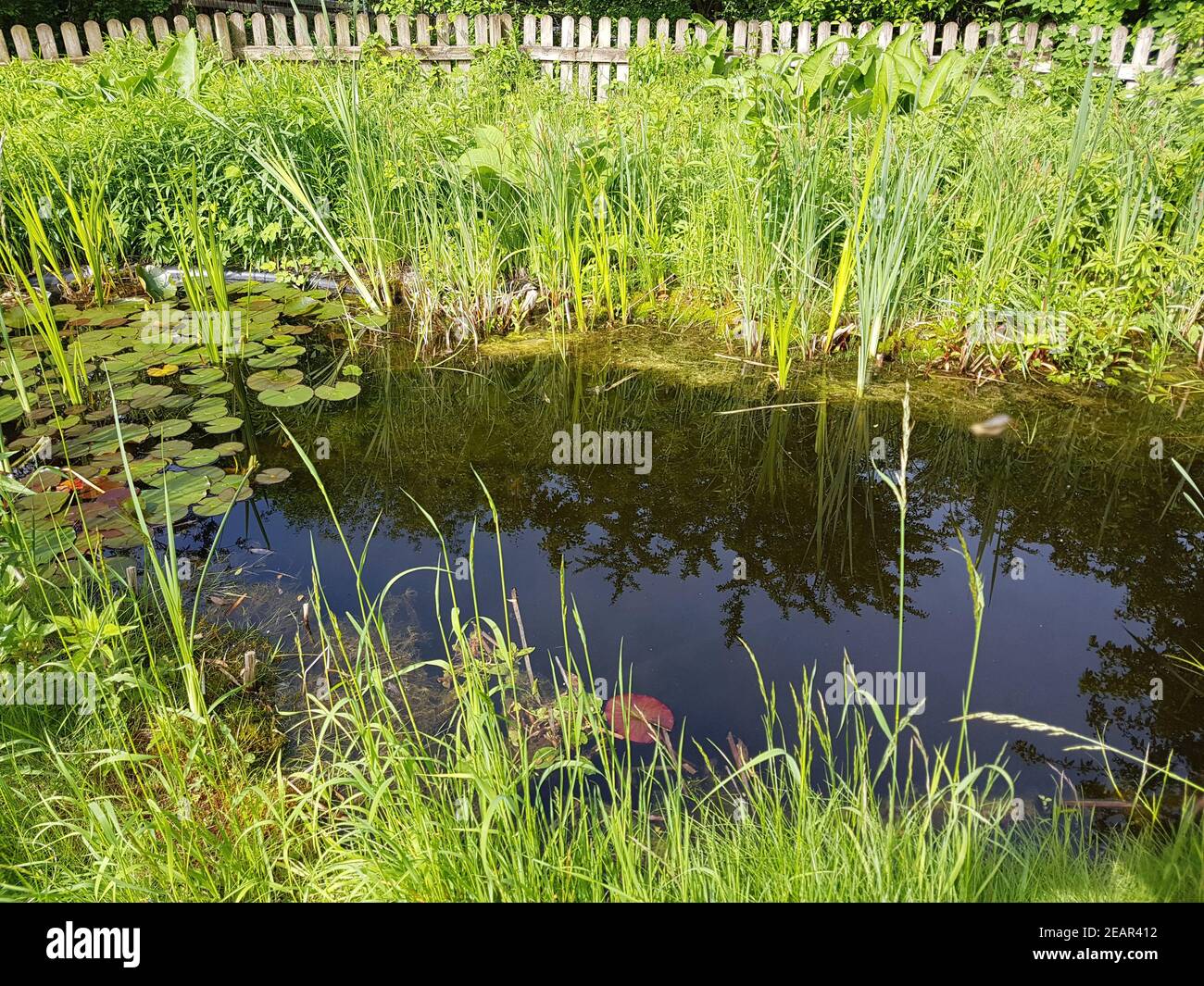 Gartenteich Blumen High Resolution Stock Photography and Images Alamy