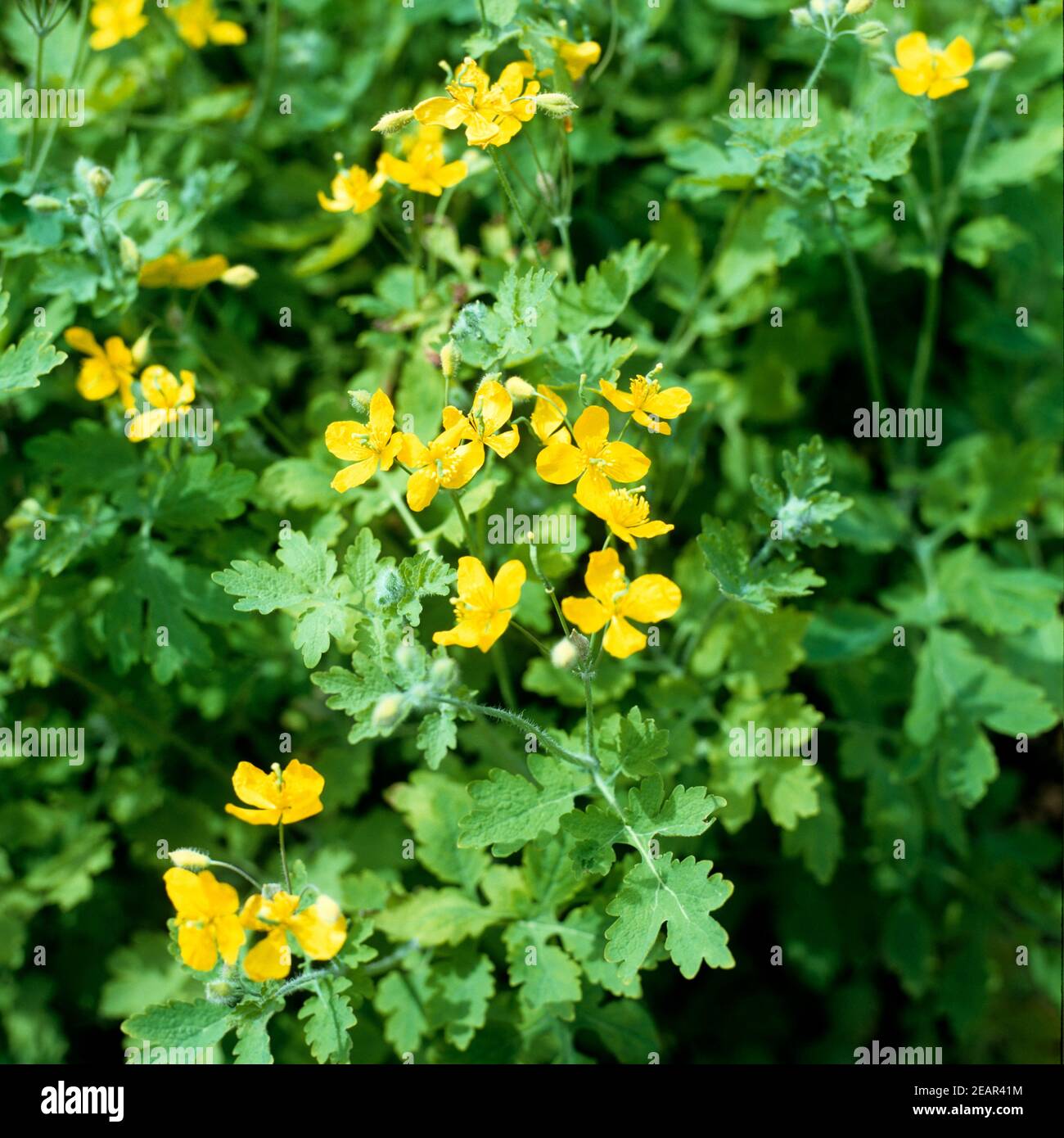 Chelidónium hi-res stock photography and images - Page 6 - Alamy