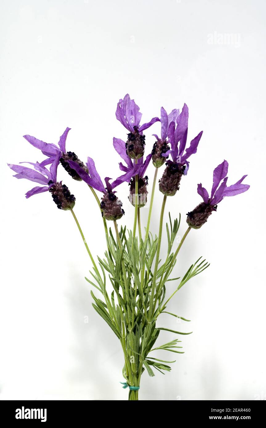 Schopflavendelstrauss Stock Photo