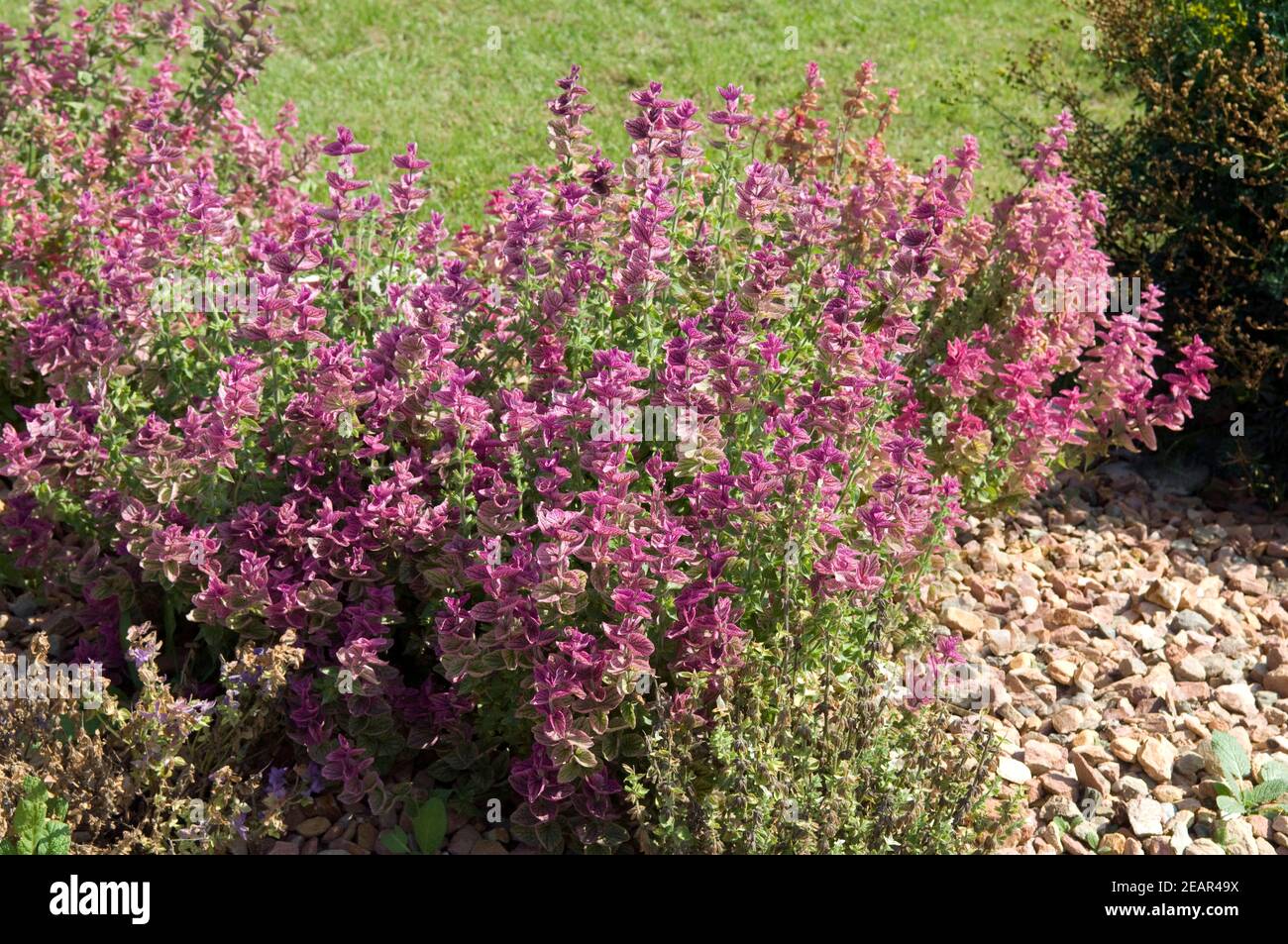 Schopfsalbei,  Salvia horminum Stock Photo