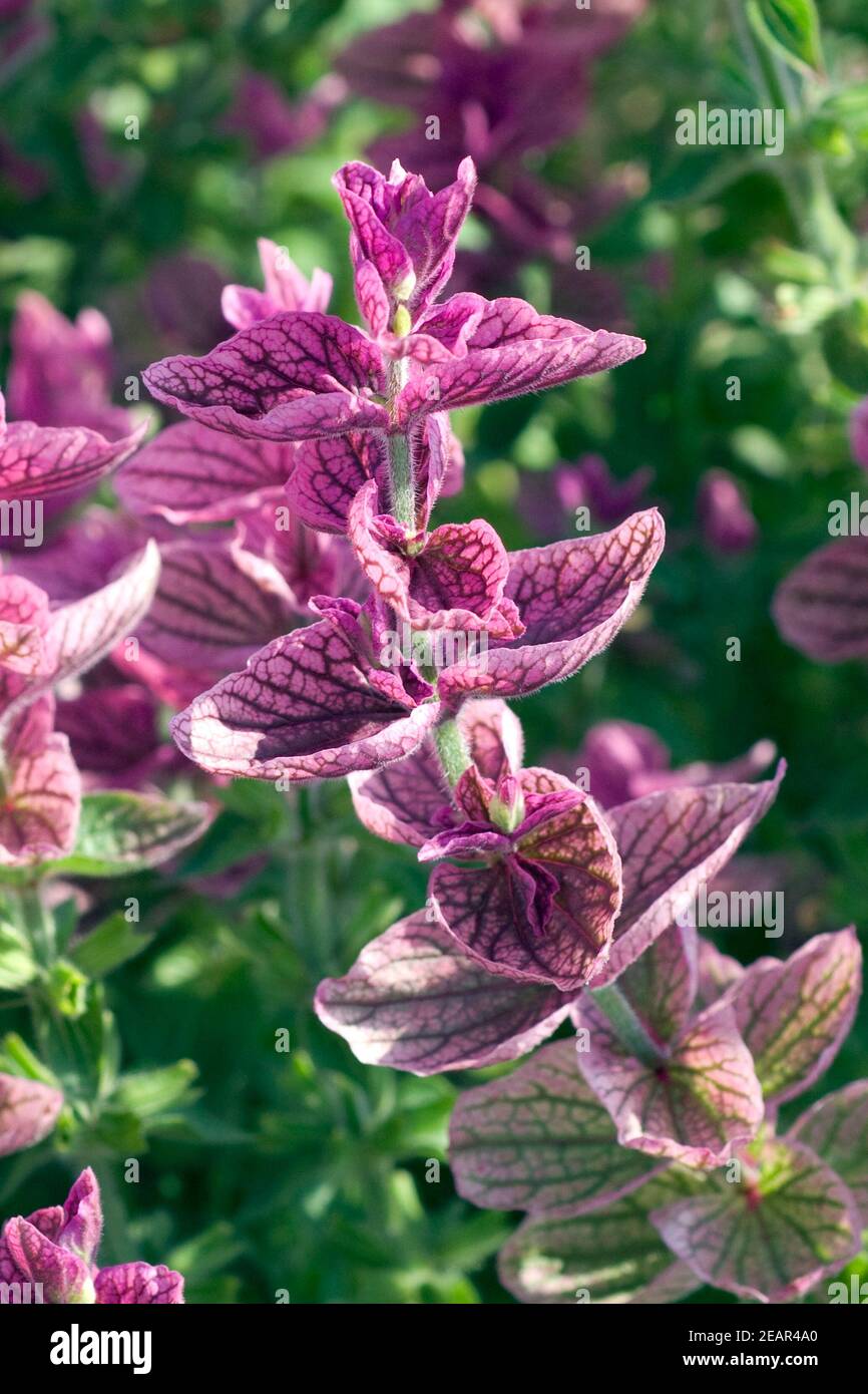 Schopfsalbei, Buntschopfsalbei, Salvia viridis, Salvia horminum Stock Photo