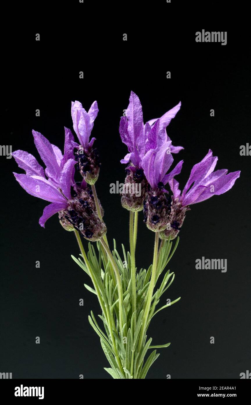 Schopflavendelstrauss Stock Photo
