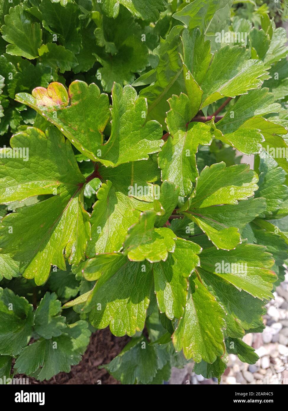 Schottischer Liebstoeckel, Ligusticum scoticum, Kraeuter, Heilpflanze Stock Photo