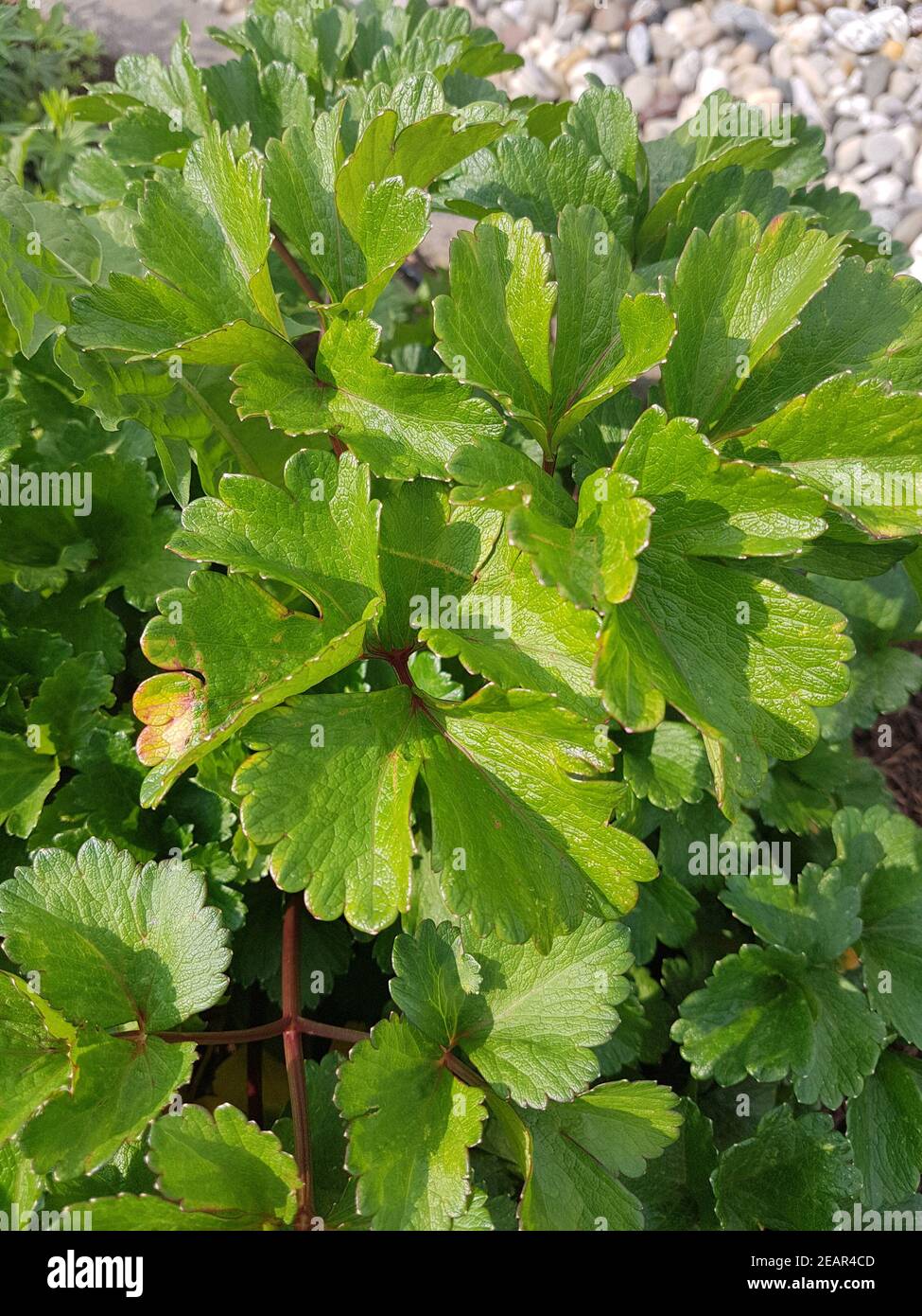 Schottischer Liebstoeckel, Ligusticum scoticum, Kraeuter, Heilpflanze Stock Photo