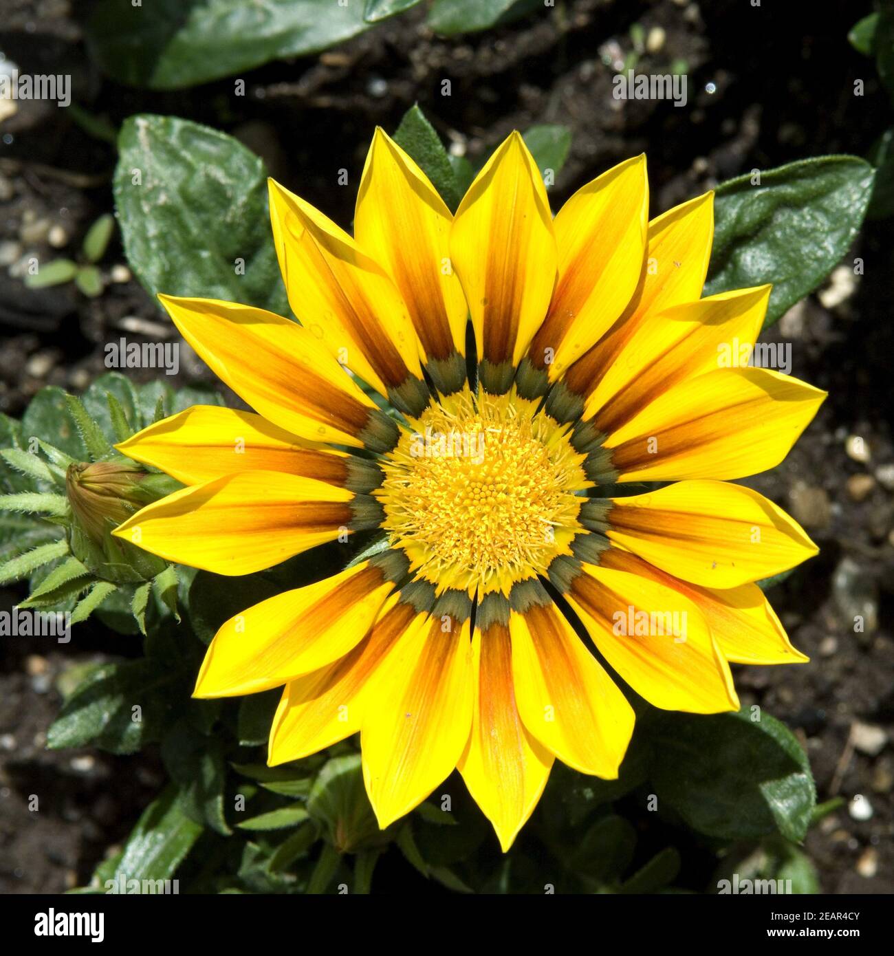 Gazania, Gazania Hybride, Gazania Splendens Stock Photo