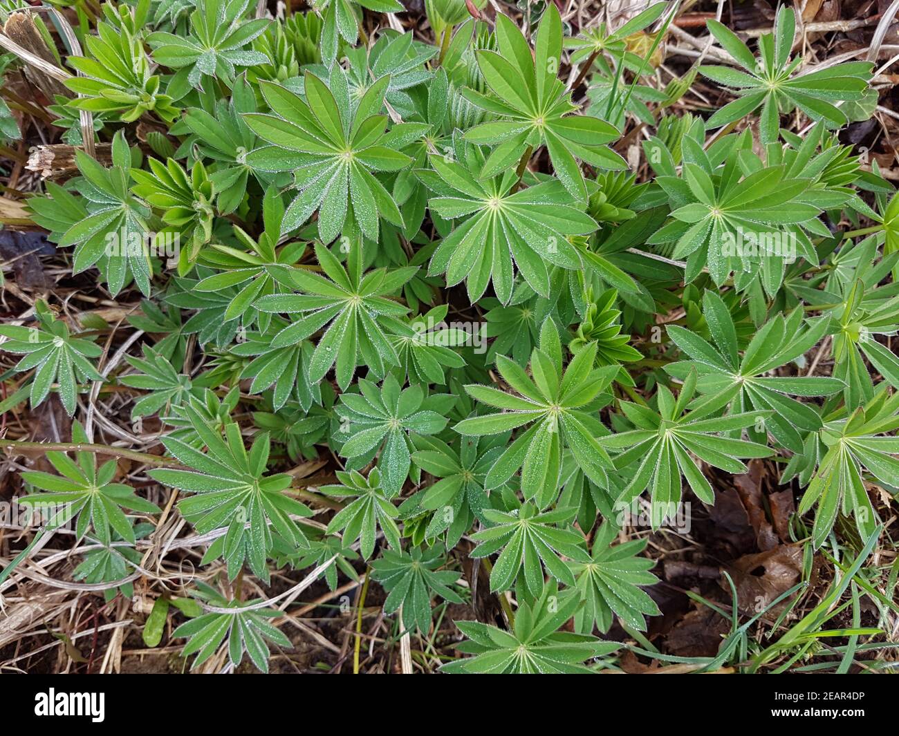 Lupine, Lupinus, angustifolius, polyphyllus Stock Photo