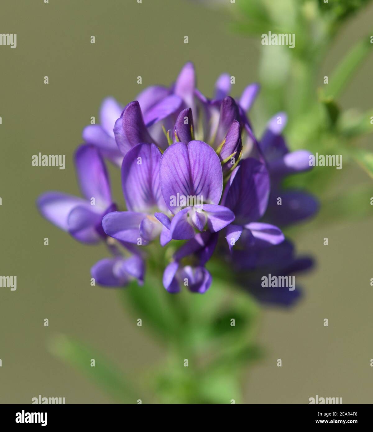 Luzerne, Medicago, sativa Stock Photo Alamy