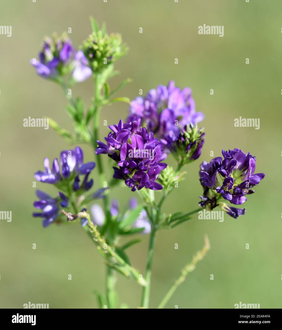 Luzerne, Medicago, sativa Stock Photo