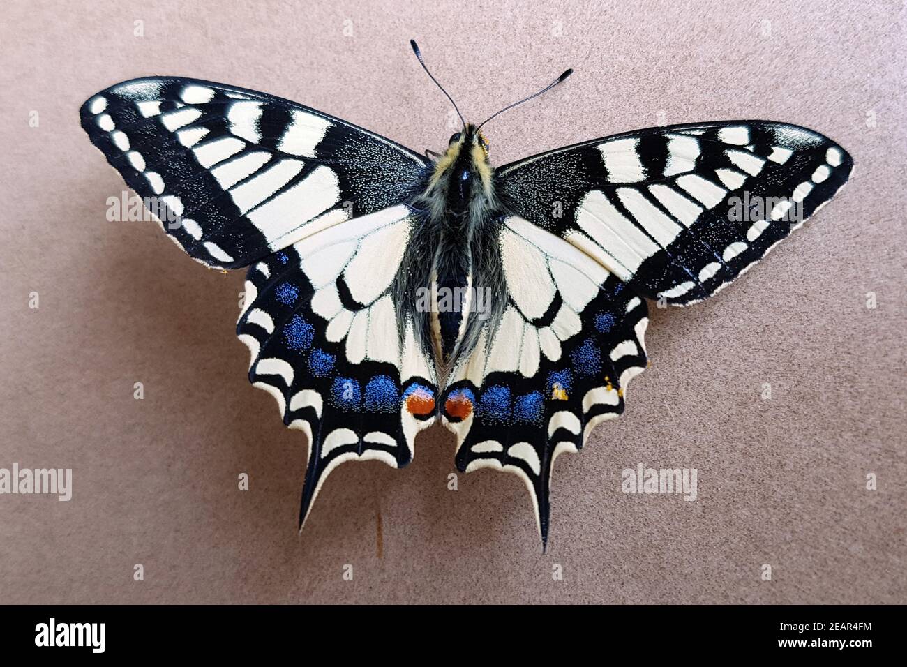Schwalbenschwanz  Papilio  machaon  Schmetterling  Tagfalter Stock Photo