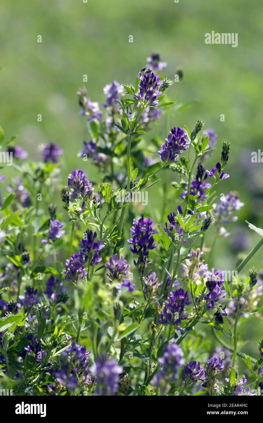 Luzerne, Medicago sativa Stock Photo