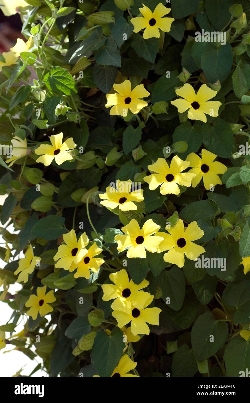 Schwarzaeugige Susanne Thunbergia alata Stock Photo