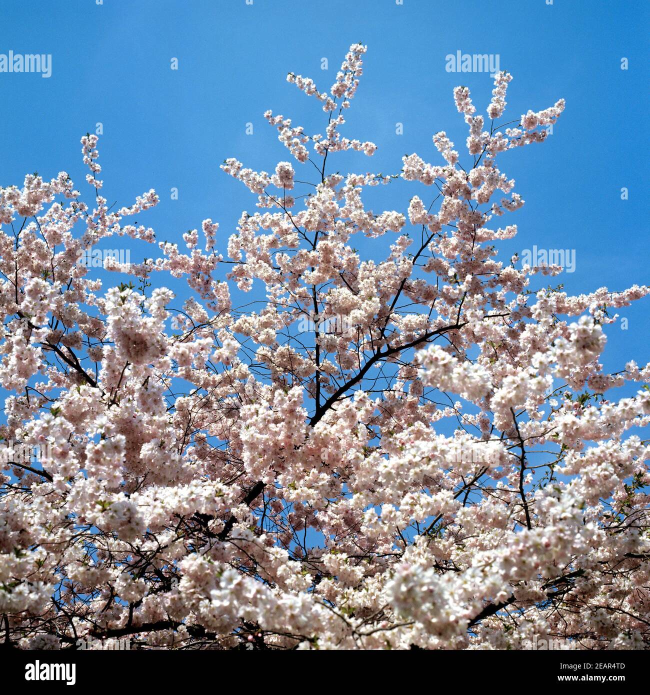 Japanische Bluetenkirsche Stock Photo