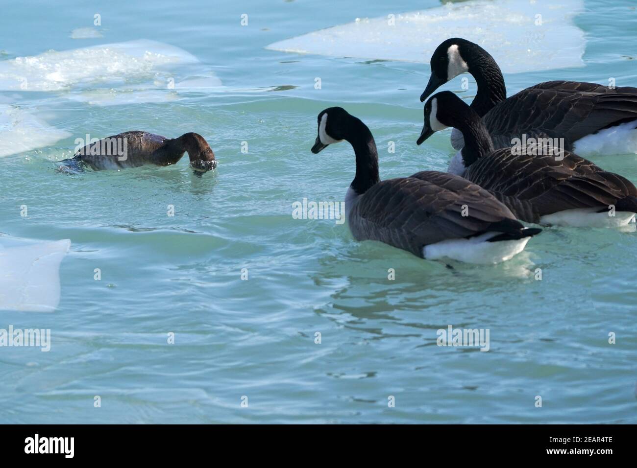 Greater Scaup ducks aka Blue bills Stock Photo