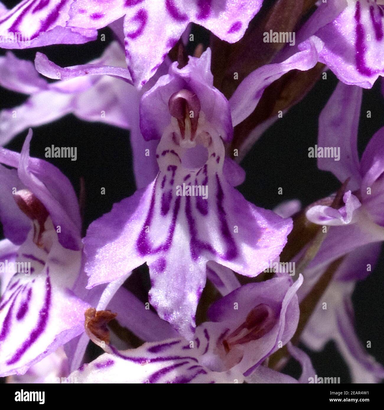 Geflecktes Knabenkraut, Dactylorhiza maculata, Stock Photo