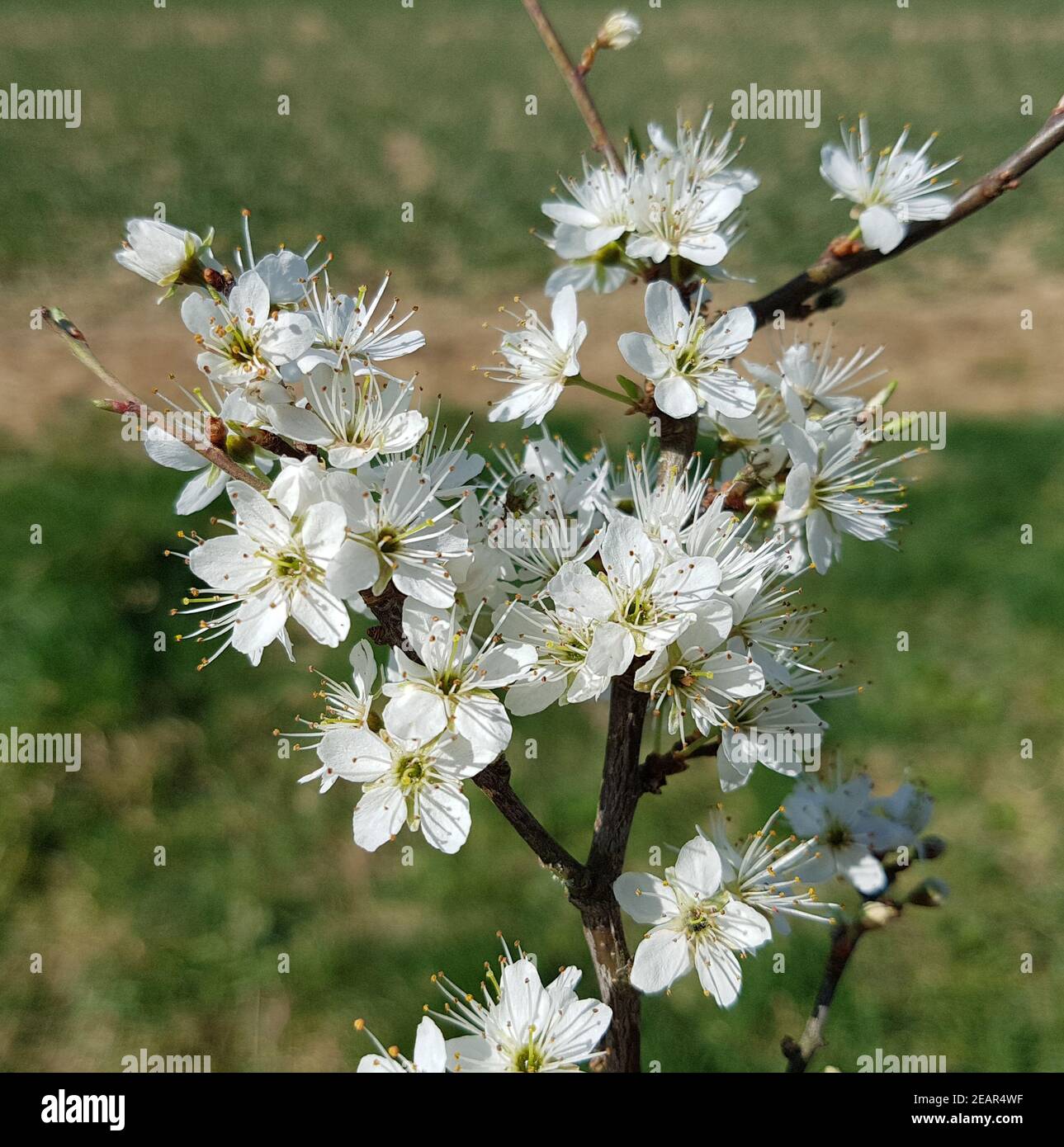 Schwarzdorn Spinosa - Mehrstämmig Kaufen? | Wählen Sie Die Größte