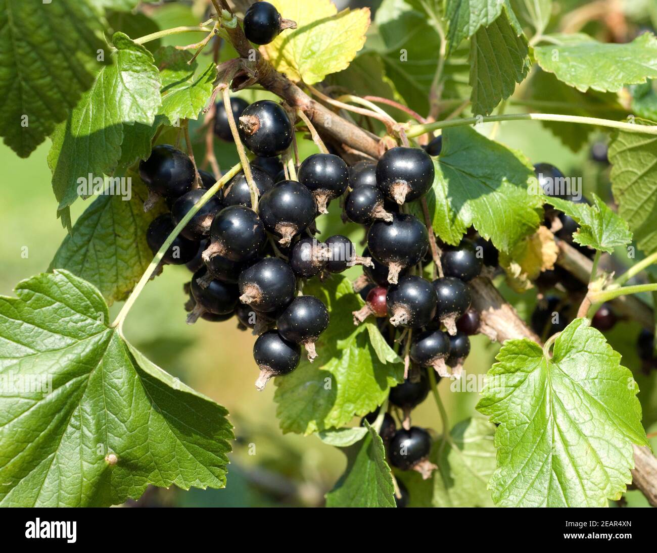 Schwarze, Johannisbeeren, Ribes, nigrum Stock Photo
