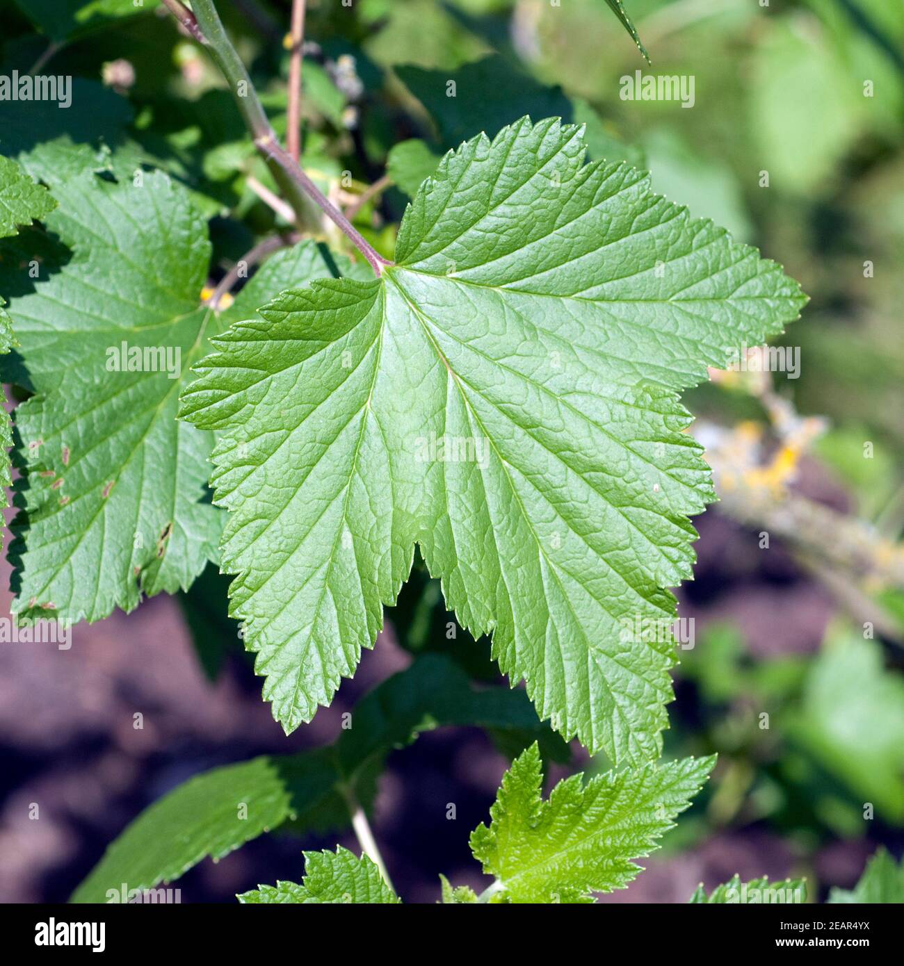 Schwarze Johannisbeeren, Ribes nigrum Stock Photo
