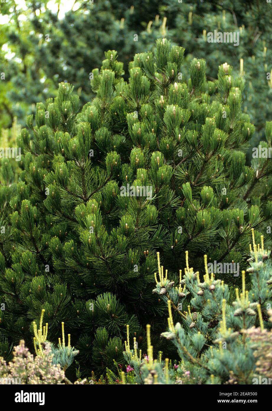 Maedchenkiefer, Pinus parviflora, Compact Stock Photo