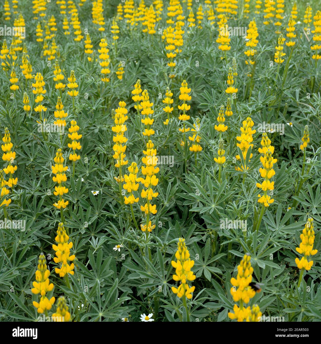 Gelbe Lupine Stock Photo