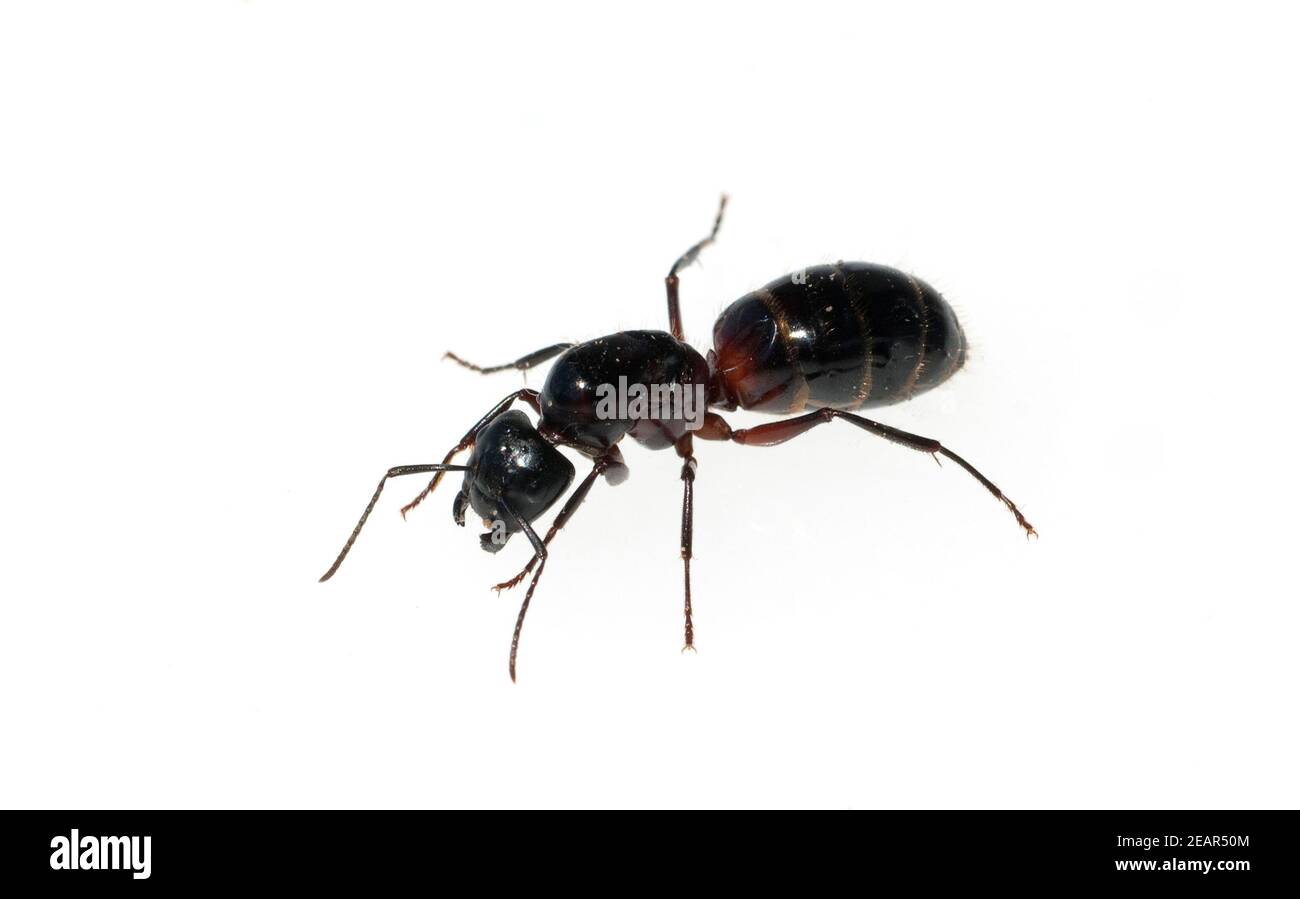 Schwarze Rossameise, Camponotus herculeanus Stock Photo