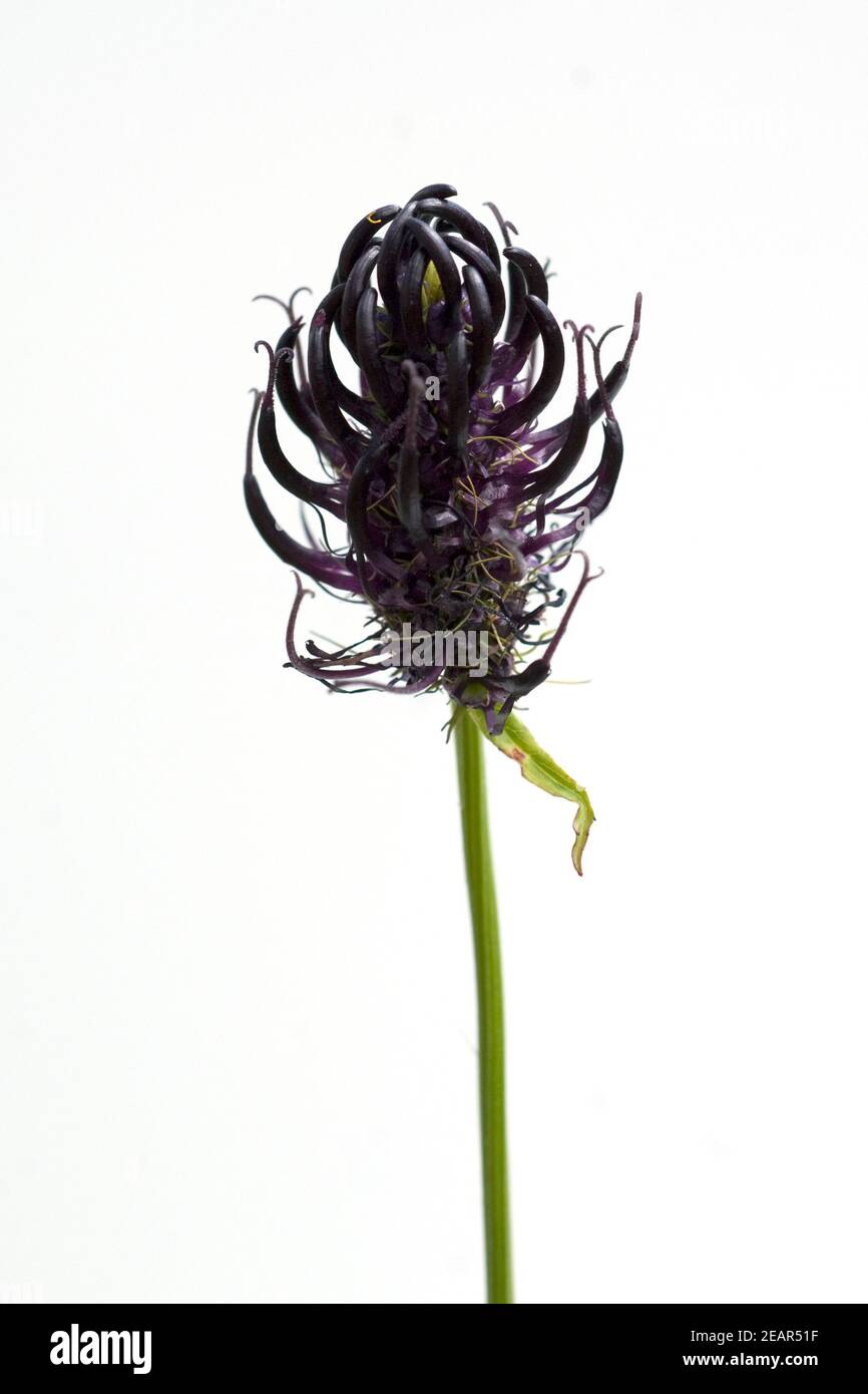 Schwarze Teufelskralle  Schwarze Rapunzel  Phyteuma nigrum Stock Photo
