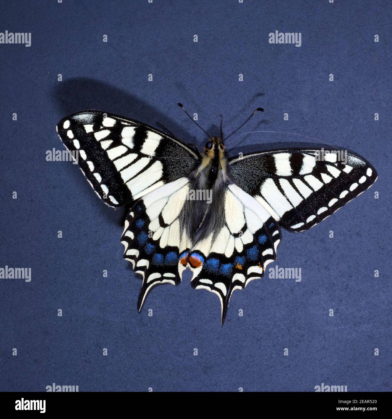Schwalbenschwanz  Papilio  machaon  Schmetterling  Tagfalter Stock Photo