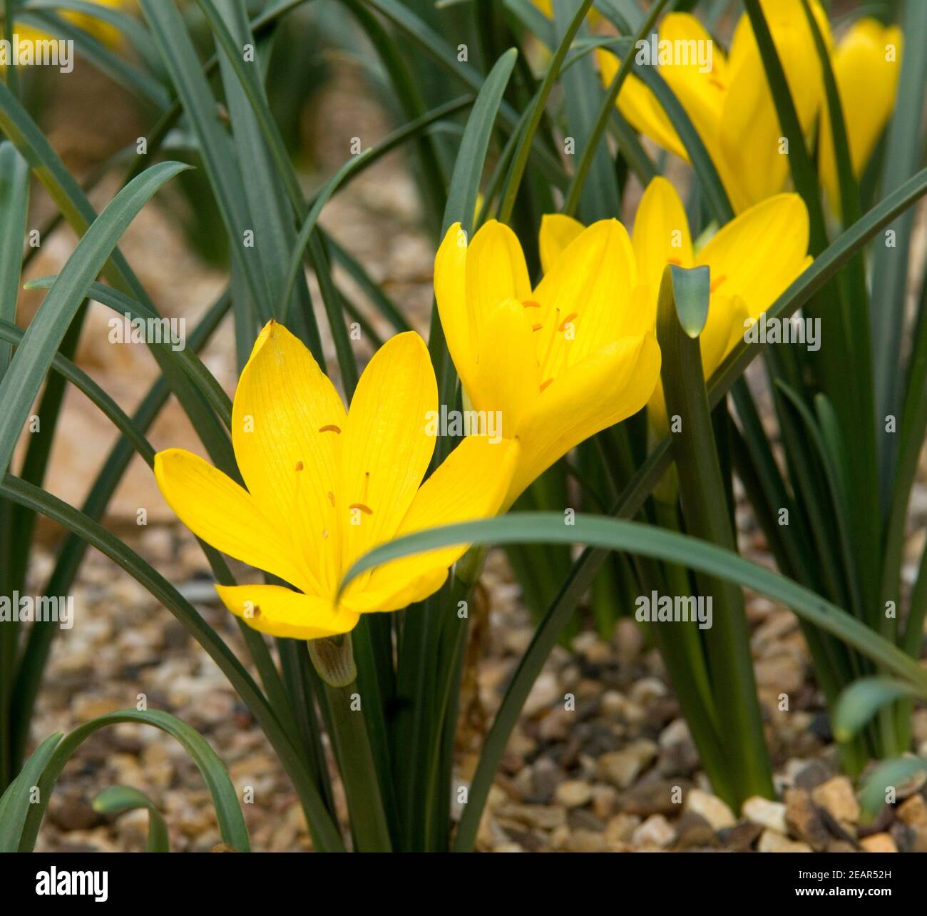 Gelbe zierpflanze hires stock photography and images Alamy