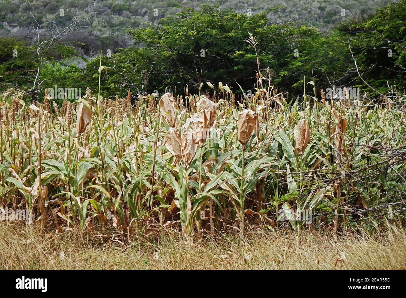 Cultivation of millet in the tropical climate of Bonaire, Caribbean Sea Stock Photo