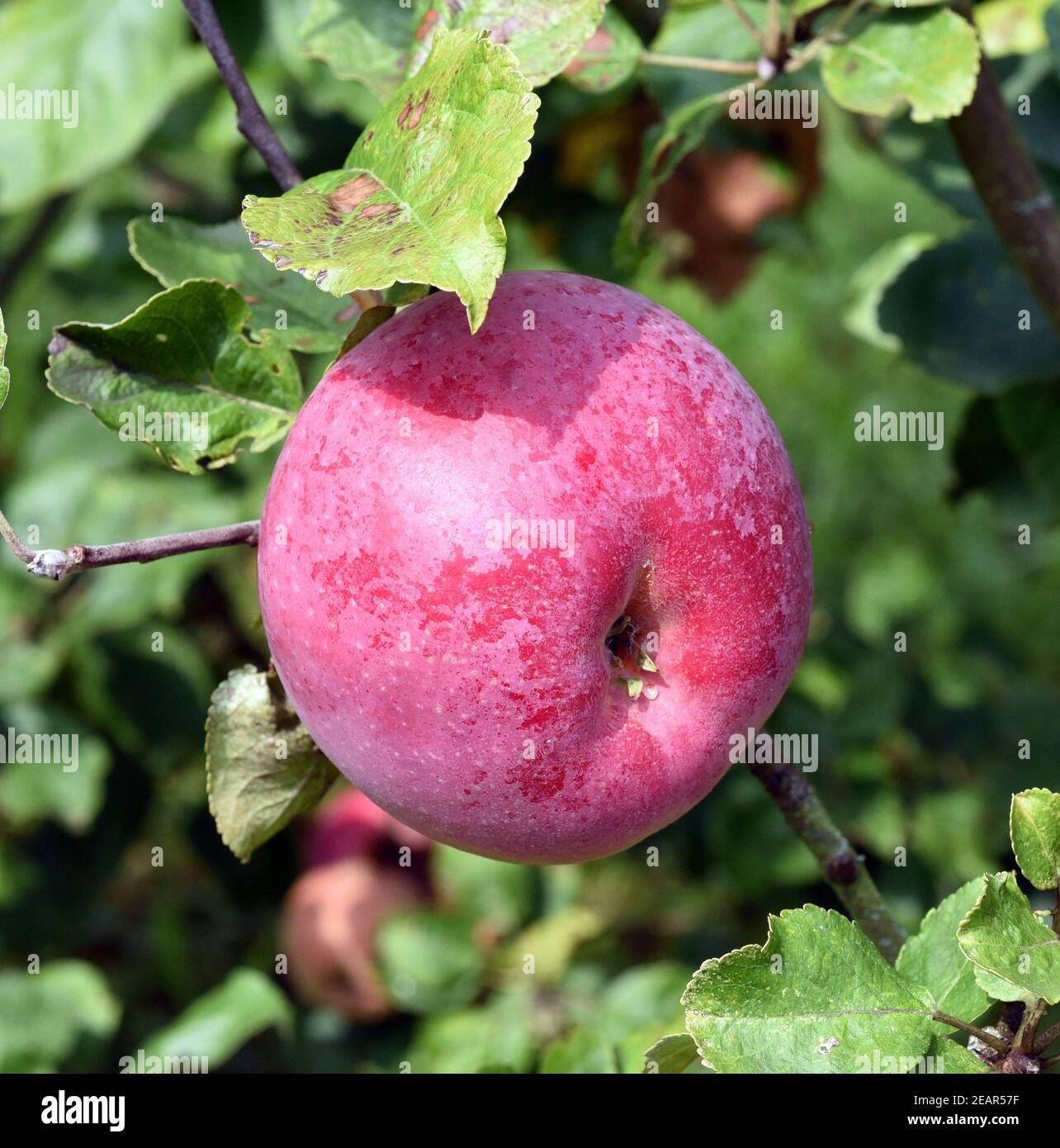 Gascoynes Scharlachroter, Apfel, Malus, domestica, Alte Apfelsorte Stock Photo