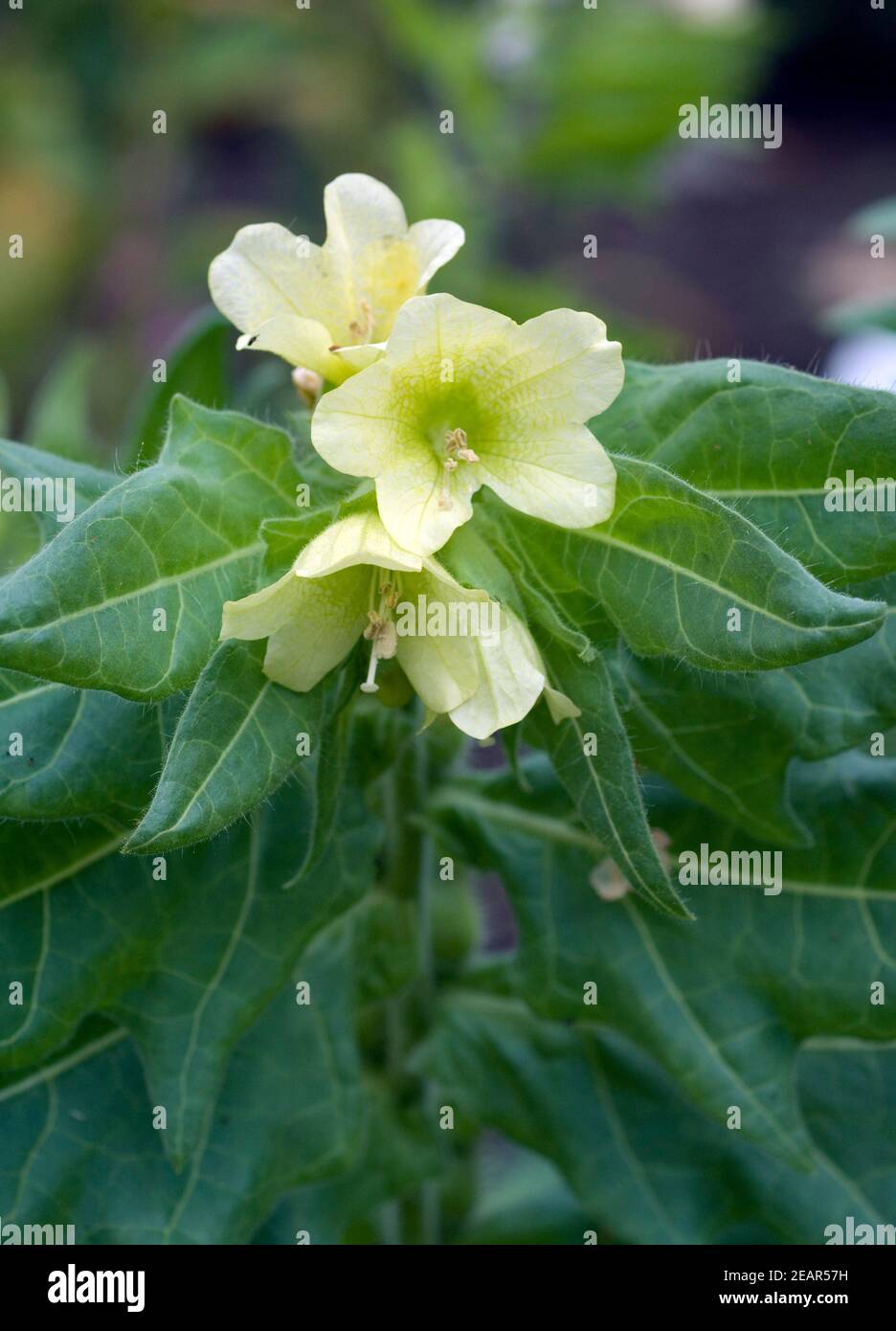 Schwarzes Bilsenkraut Stock Photo