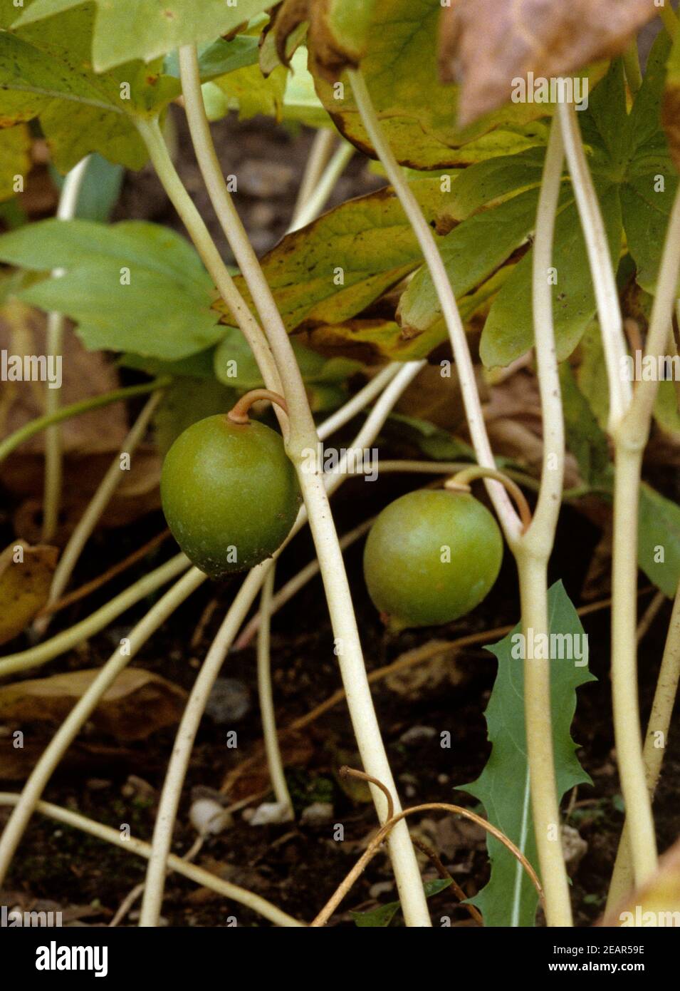 Maiapfel  Podophyllum peltatum Stock Photo