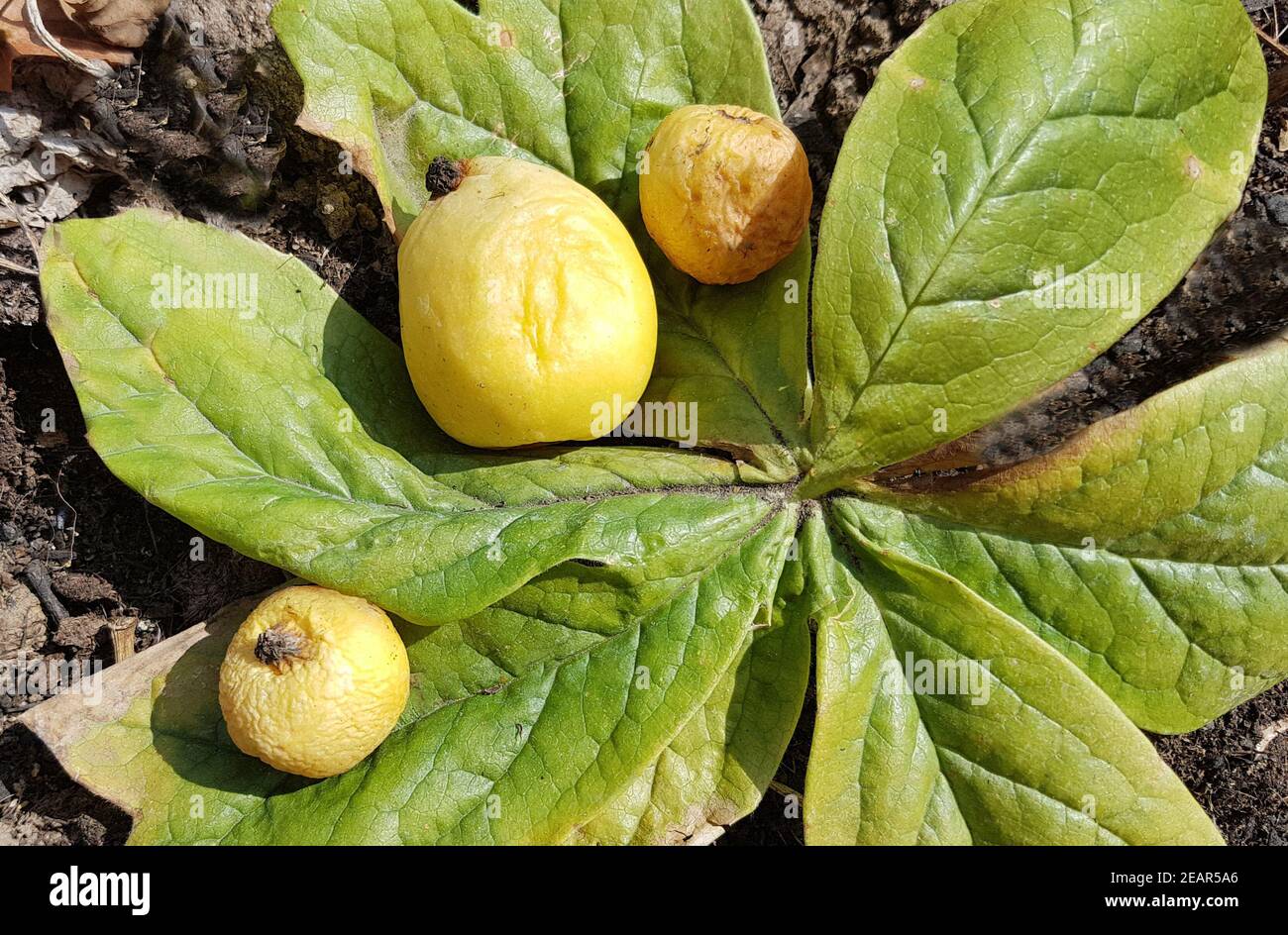Maiapfel, Podophyllum, peltatum Stock Photo
