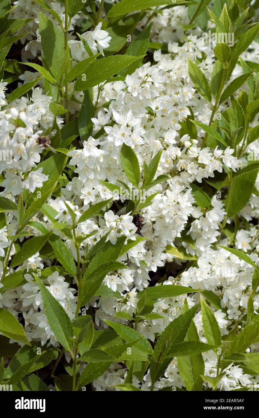 Maiblumenstrauch  Deutzia gracilis Stock Photo