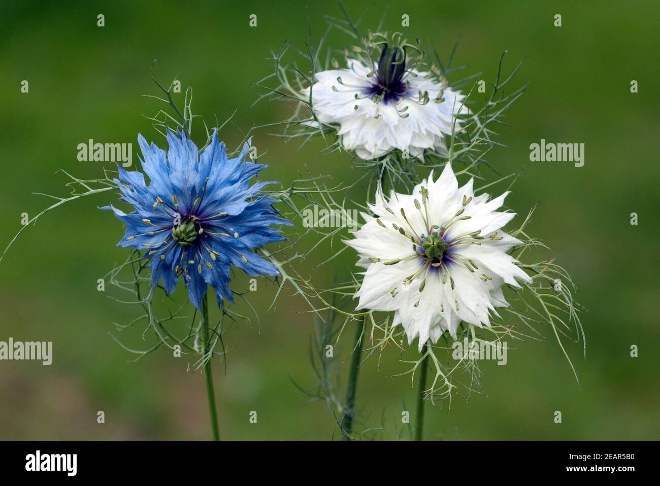 Schwarzkuemmel, Nigella  sativa Stock Photo