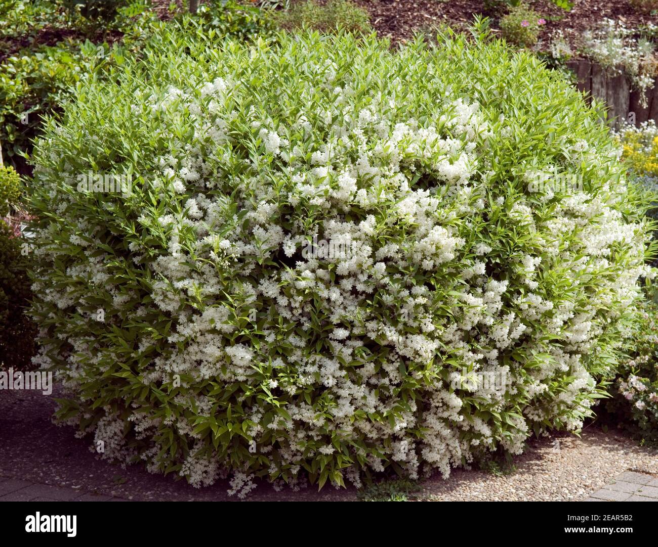 Maiblumenstrauch Stock Photo