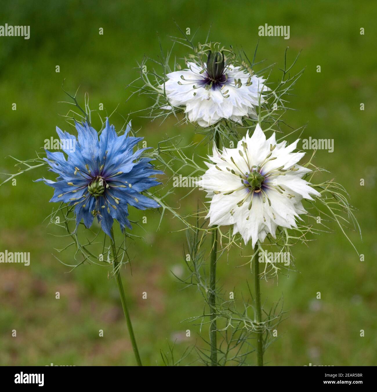 Schwarzkuemmel, Nigella  sativa Stock Photo